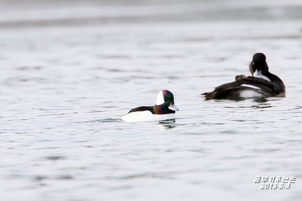 미등록(미기록) Bufflehead